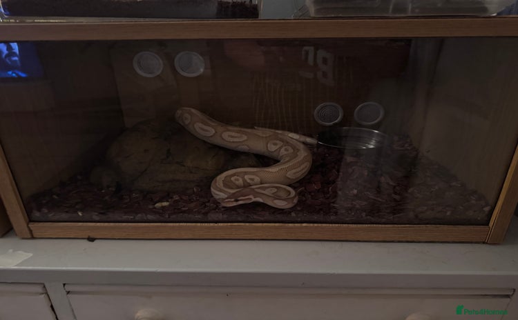 Python Snake reptiles - Advert 1