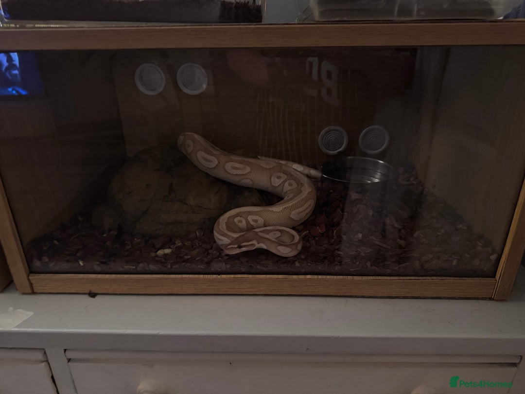 Python Snake reptiles for sale: Banana enchi pied royal ball python  - Image 1