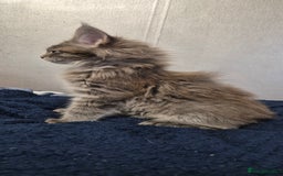 Maine Coon cats for sale: Maine Coon kittens Glasgow  - Image 27