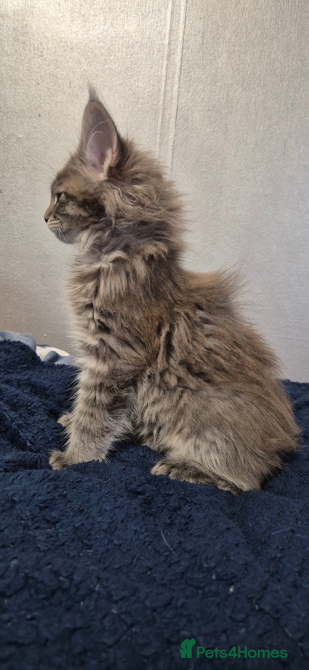 Maine Coon cats for sale: Maine Coon kittens Glasgow  - Image 27