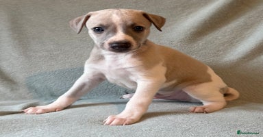 Whippet dogs - Advert 6