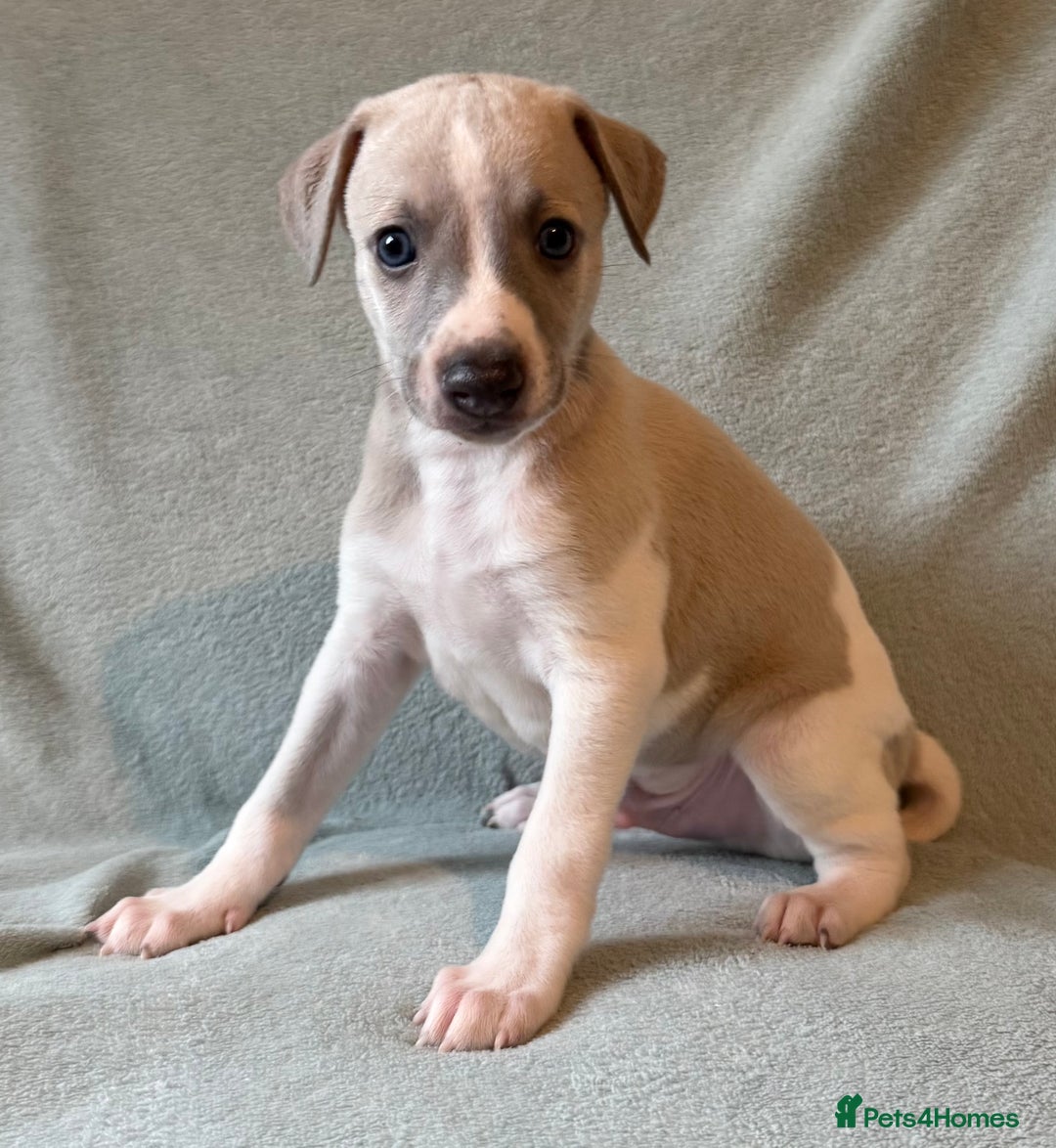 Whippet dogs for sale: Stunning whippet puppies - Image 3