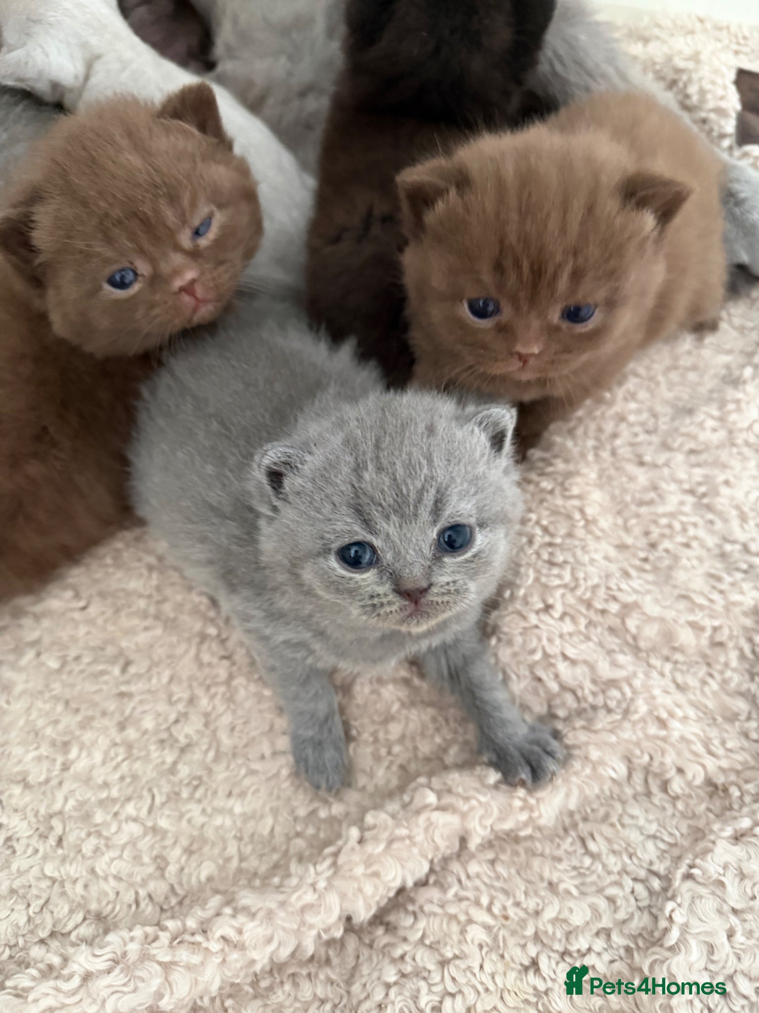 British Shorthair cats Chunky Show Quality BSH kittens  - Advert 2