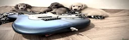 Miniature Dachshund dogs for sale: Kc reg cream miniature dachshund  - Advert 6