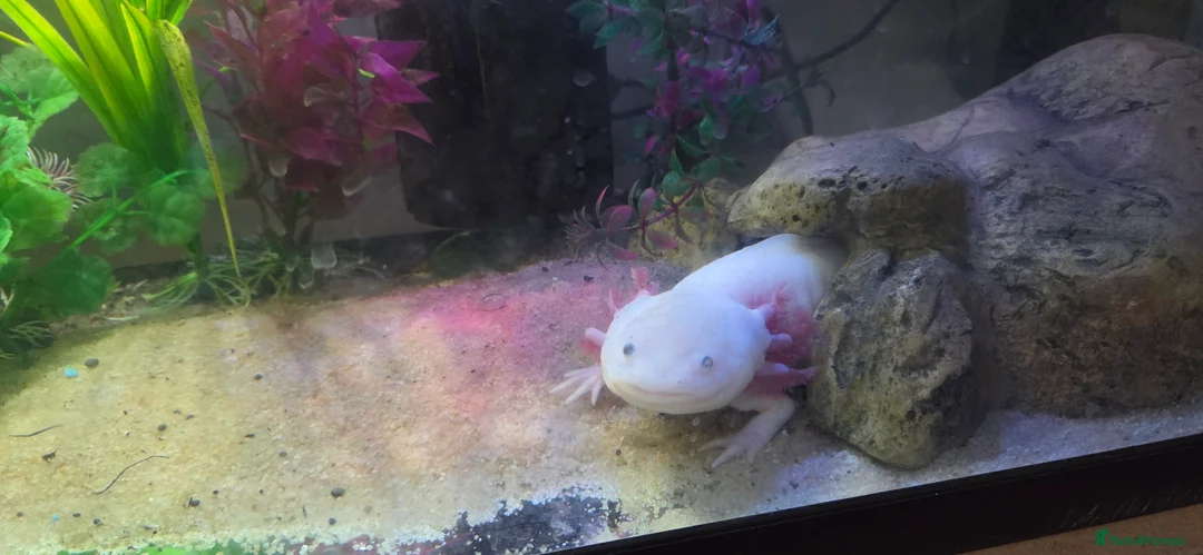 Axolotl reptiles for sale: Breeding pair pink Lucy axolotl  - Advert 5