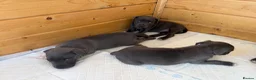 Staffordshire Bull Terrier dogs for sale: Blue staffordshire bull terrier puppies - Advert 12