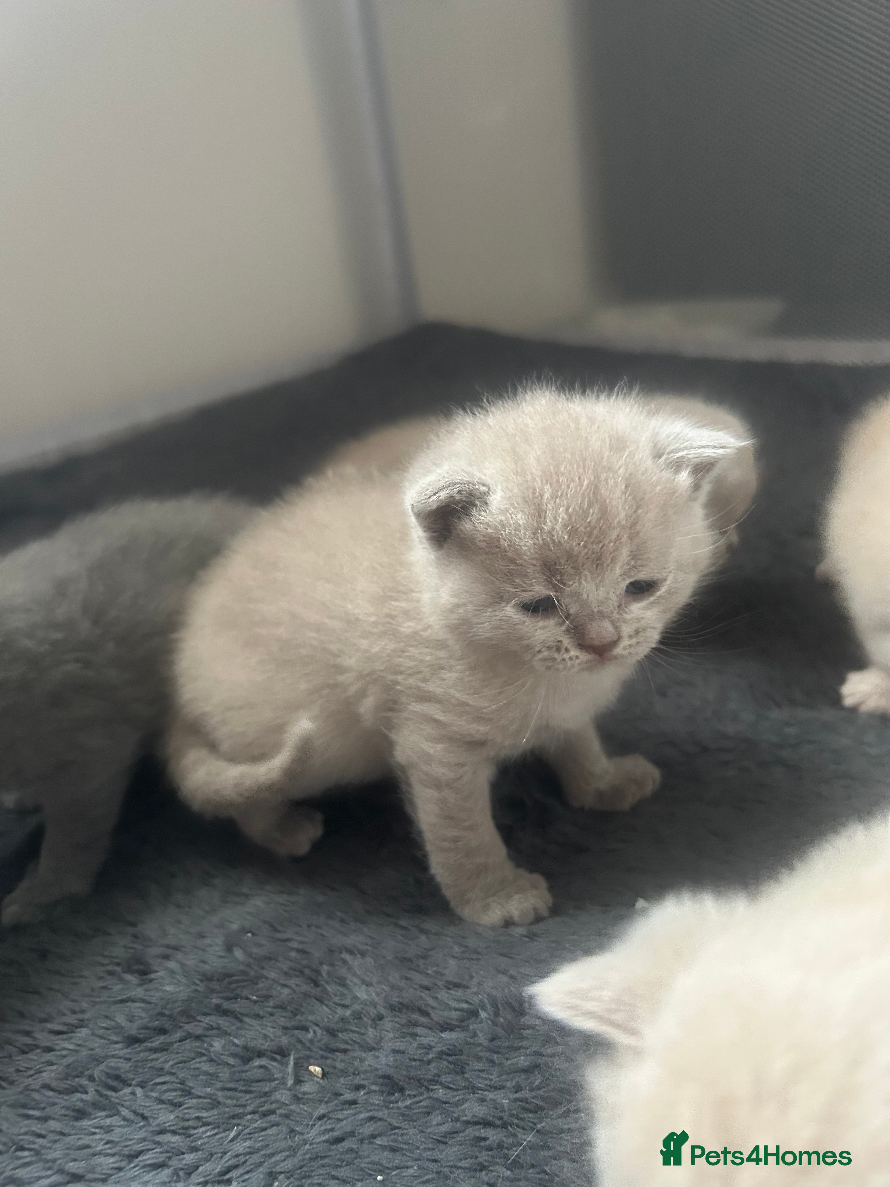 British Shorthair cats 6 beautiful British short hair kittens - Advert 17