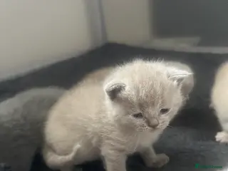 British Shorthair cats 6 beautiful British short hair kittens - Advert 17