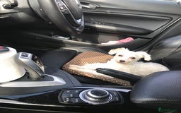 Maltipoo dogs for sale: Lovely maltipoo girl - Advert 5