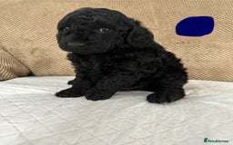 Cockapoo dogs for sale: Outstanding Cockapoos Puppies. 4 boys💙 2 girls 💗 - Image 15