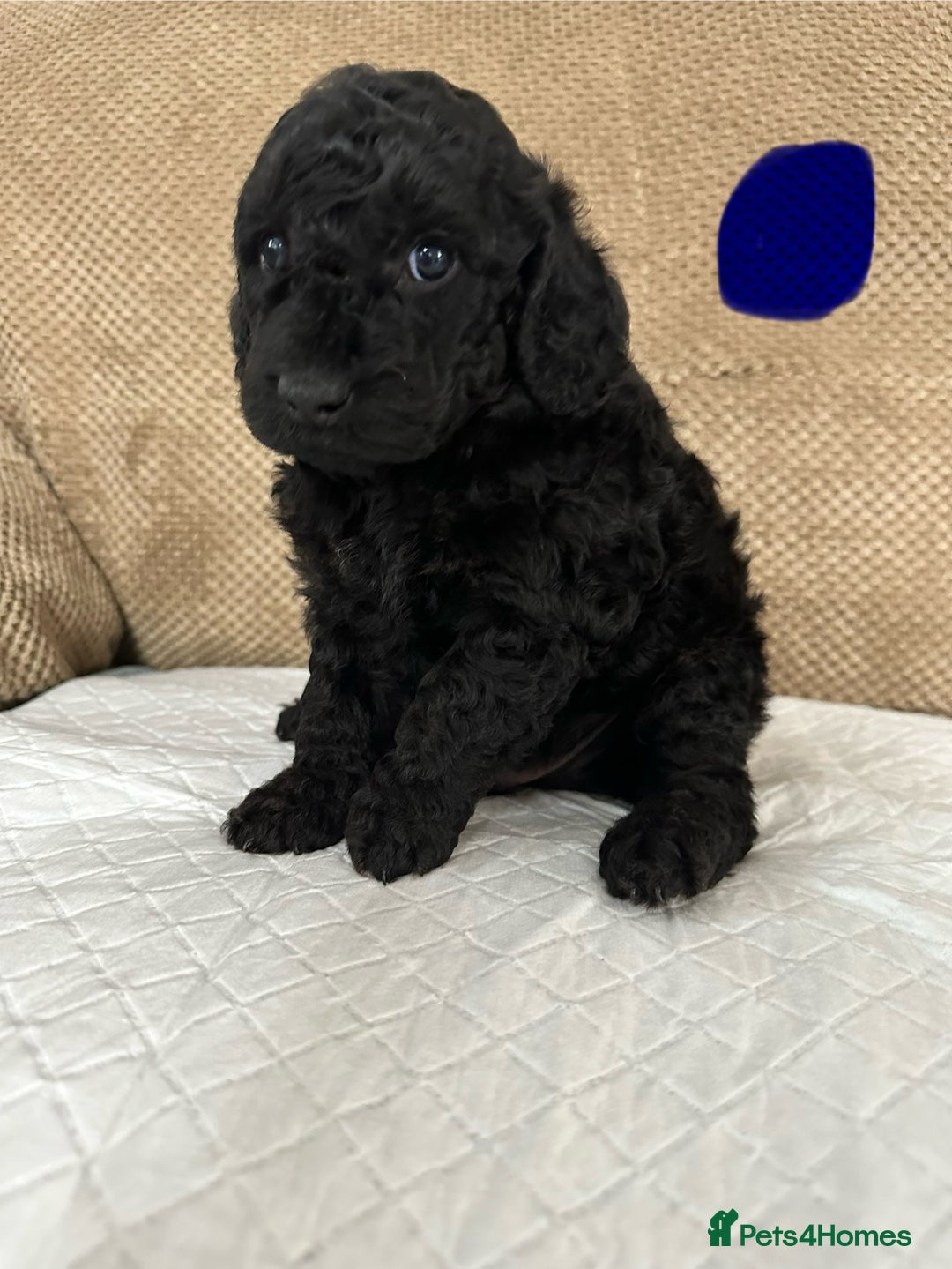 Cockapoo dogs for sale: Outstanding Cockapoos Puppies. 4 boys💙 2 girls 💗 - Image 15