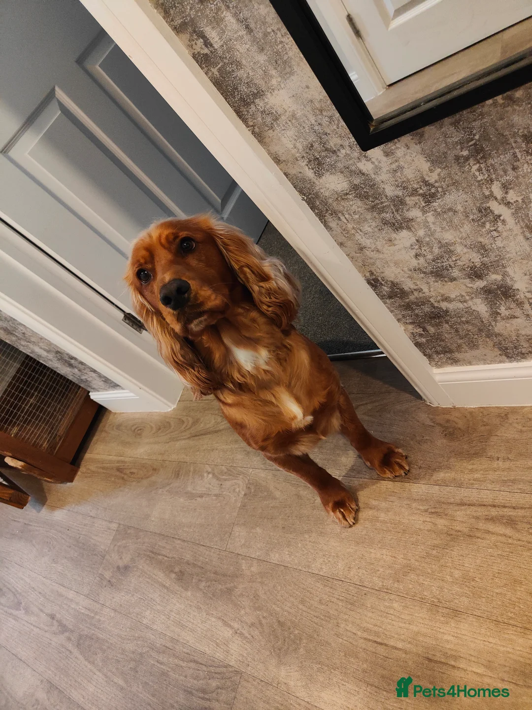 Cocker Spaniel dogs for stud: Proven Beautiful cocker stud available ❤️ in Barnsley - Advert 11