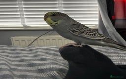 Budgerigars birds for sale: Baby budgie  - Image 8