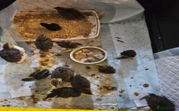 Quail poultry for sale: Quails  - Image 10