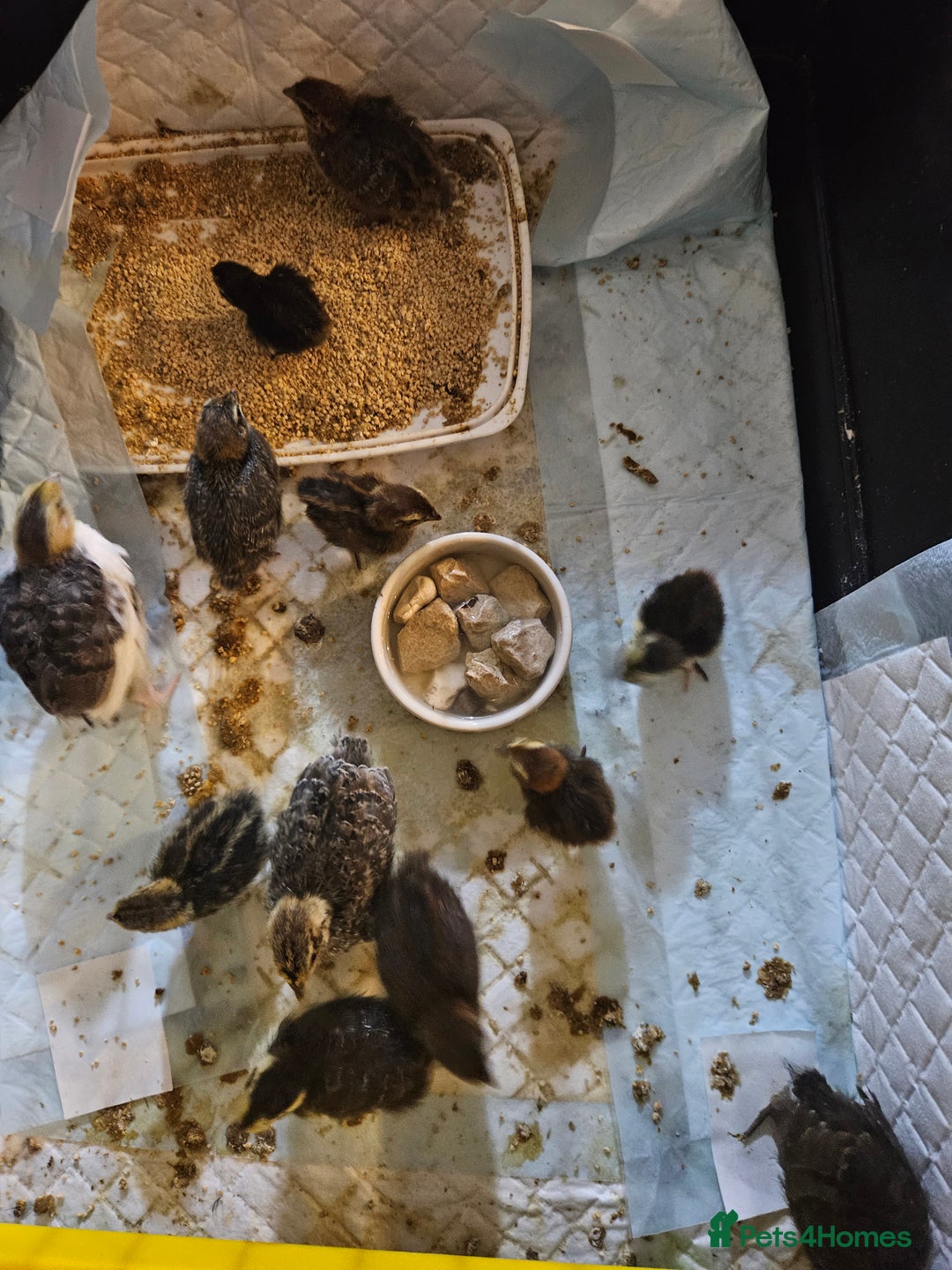 Quail poultry for sale: Quails  - Image 10