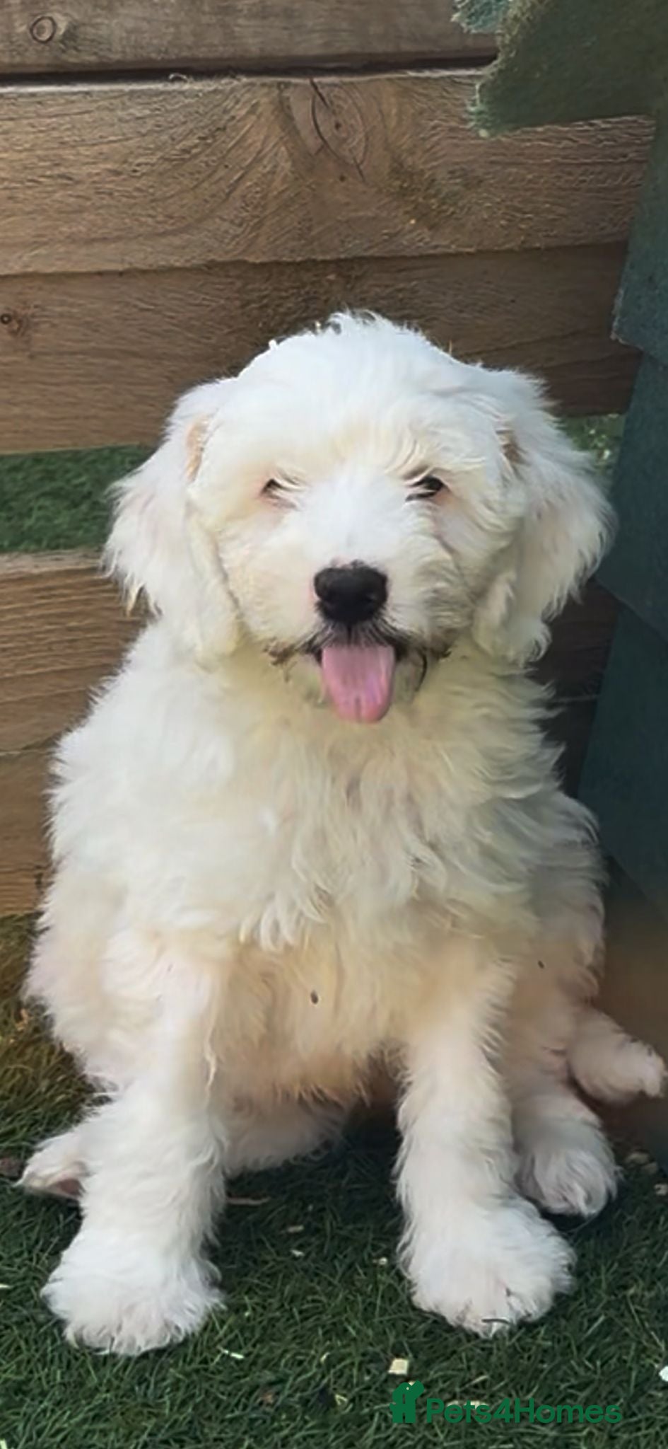 Cockapoo dogs for sale: 💚💚£900 LAST HANDSOME BOY LEFT💚💚 - Advert 2