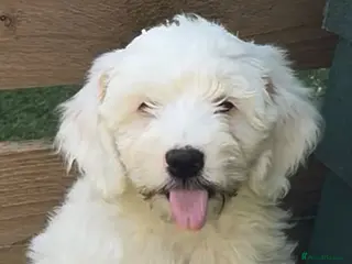 Cockapoo dogs for sale: 💚💚£900 LAST HANDSOME BOY LEFT💚💚 - Advert 2