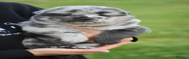 Blue merle