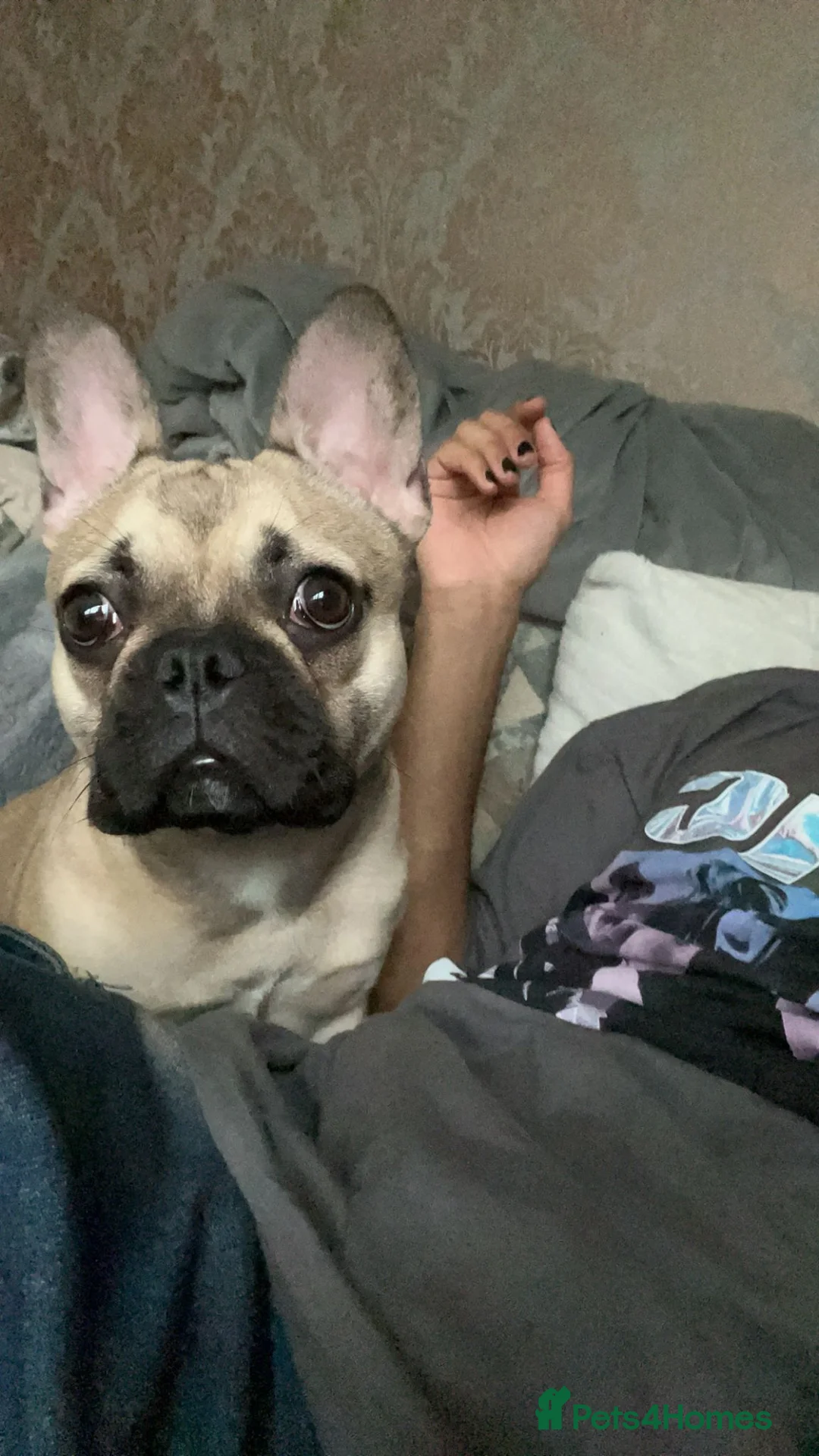 French Bulldog dogs for sale: Kiki Sweet Loving Girl - Advert 5
