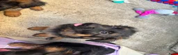 German Shepherd dogs for sale: KC German Shepherd puppies  - Advert 18