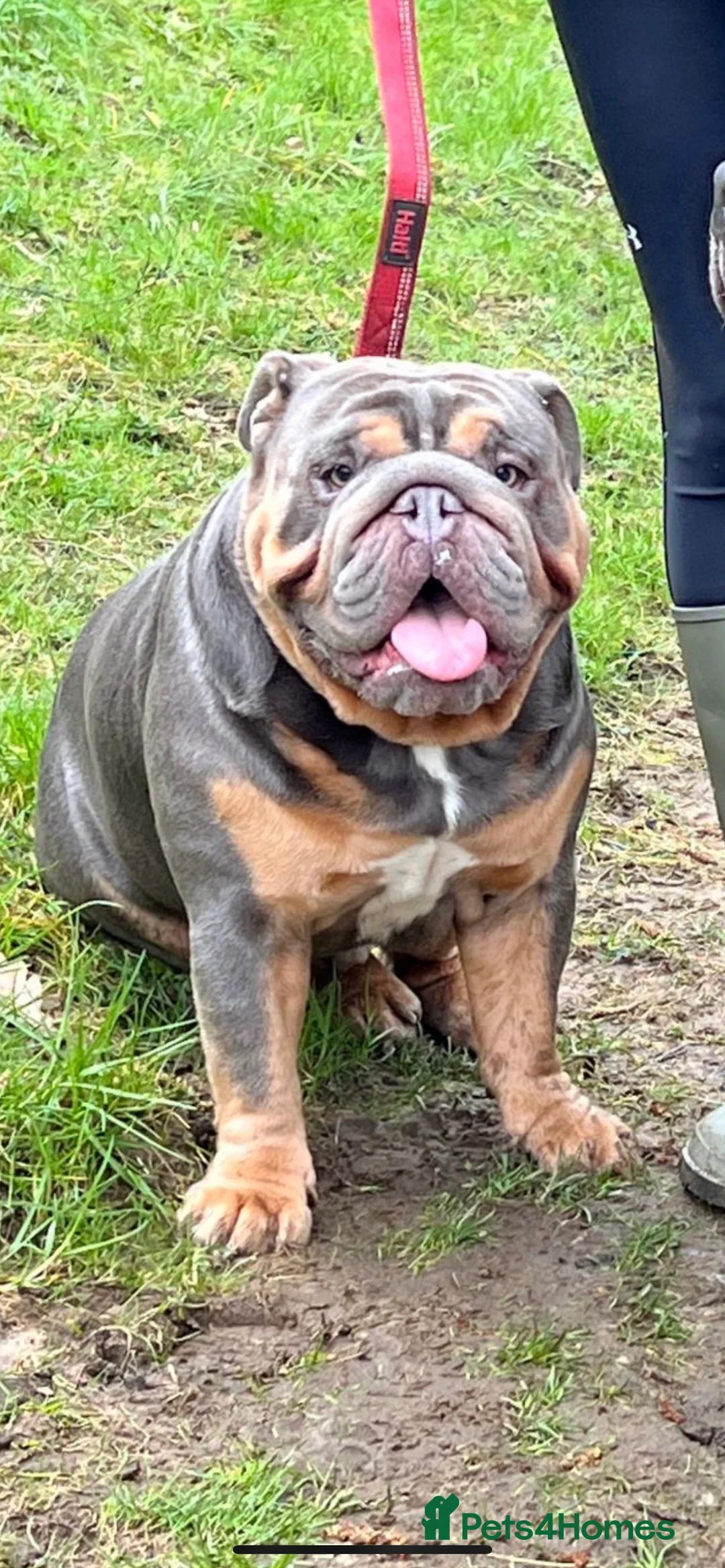 English Bulldog dogs for stud: Blue and Tan English Bulldog in Manchester - Advert 2