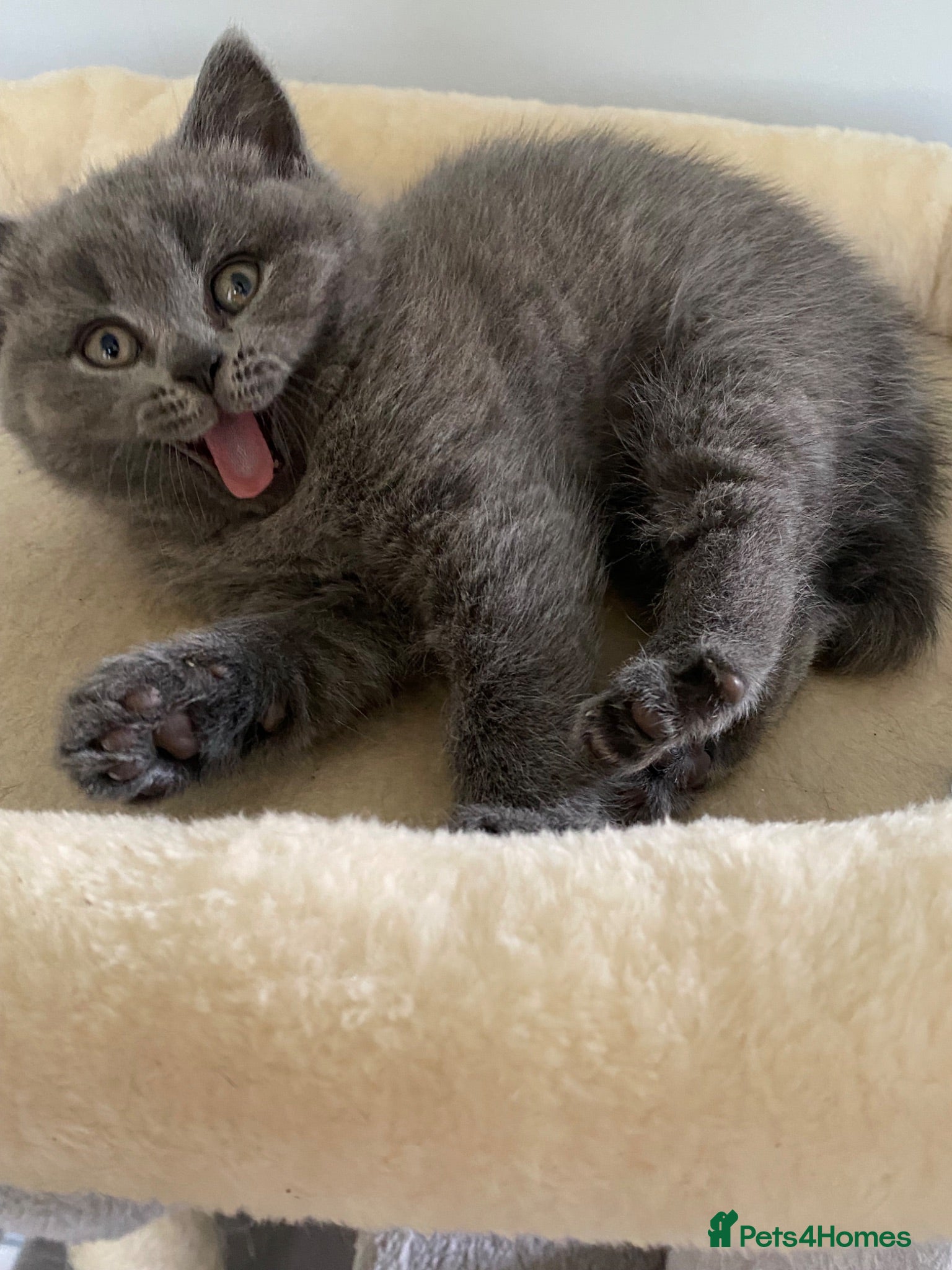 British Shorthair cats Pure British shorthair kittens Genetically tested - Advert 10
