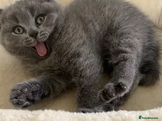 British Shorthair cats Pure British shorthair kittens Genetically tested - Advert 10