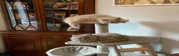British Longhair cats for sale: GCCF kittens  - Advert 2