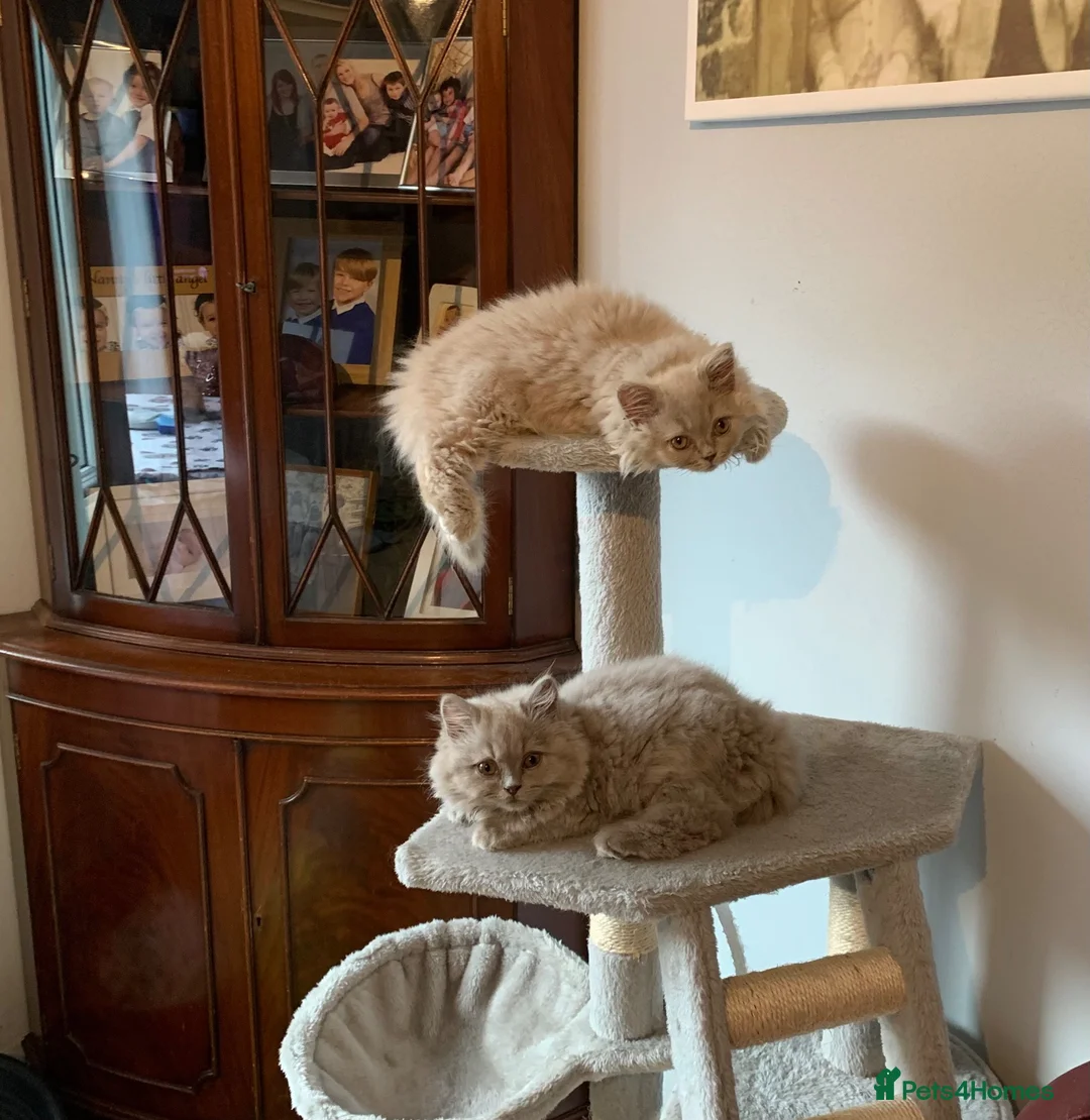 British Longhair cats for sale: GCCF kittens  - Advert 2