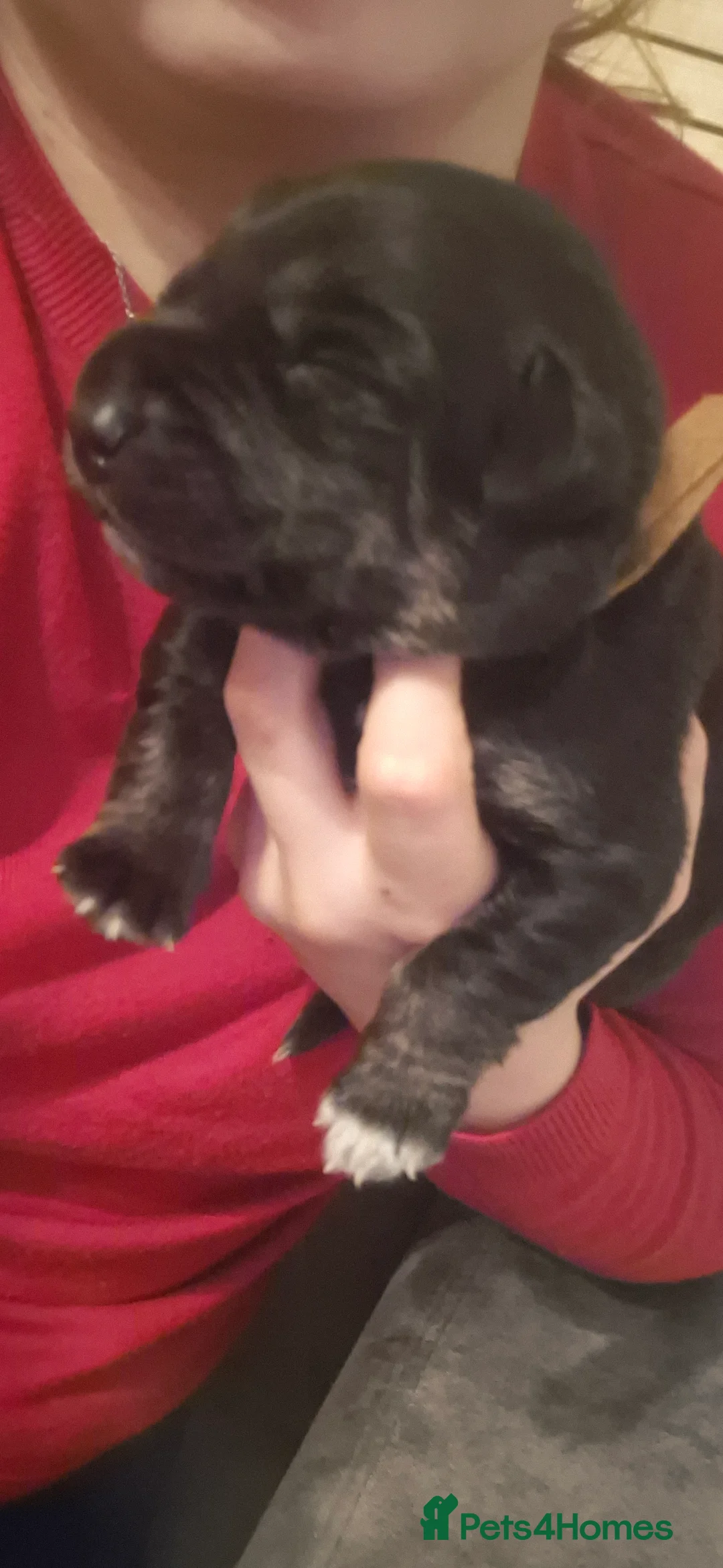 Borador dogs for sale: Lablador / border collie puppies - Advert 13