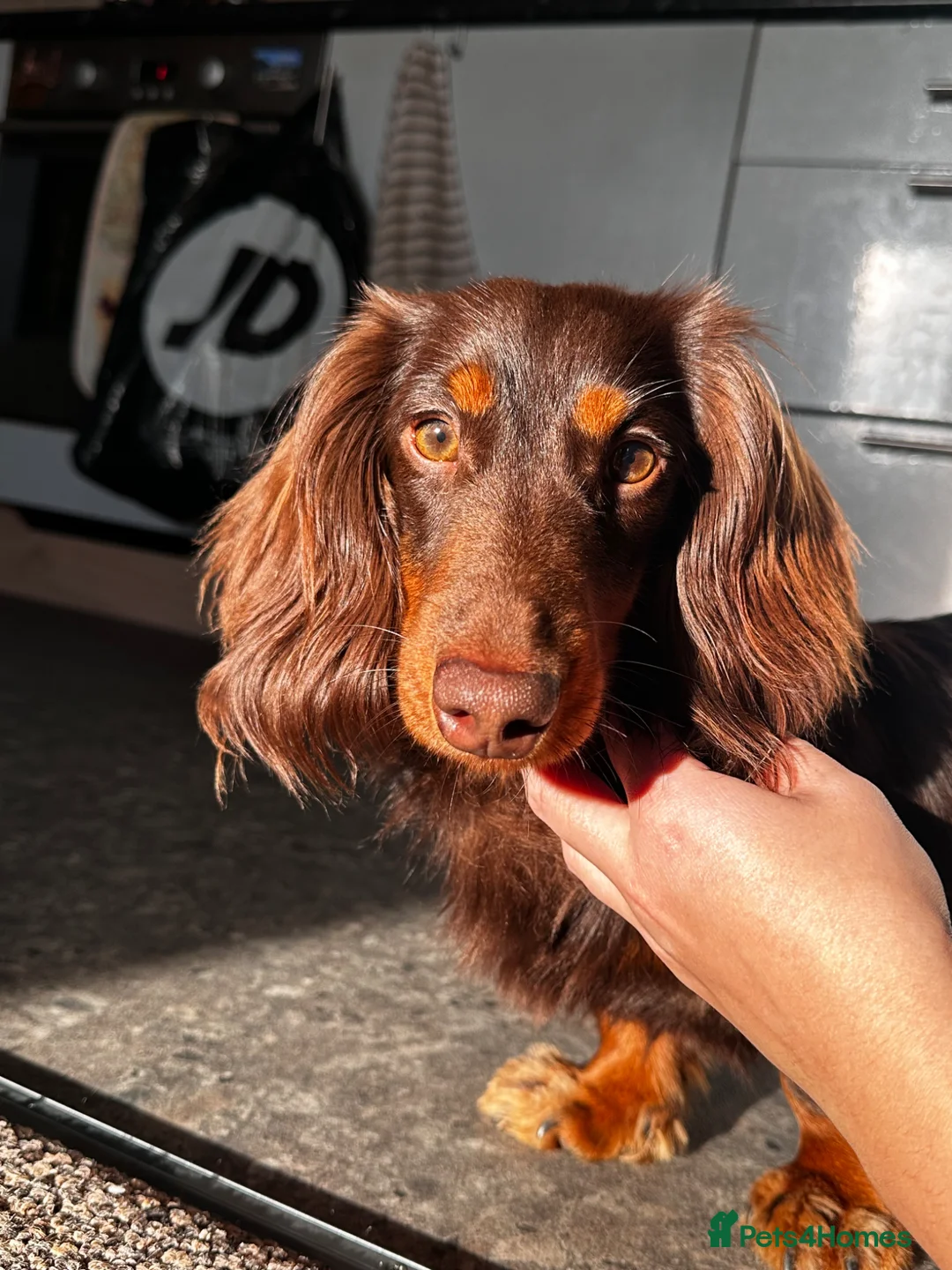 Miniature Dachshund dogs for stud: KC registered long haired miniature Dachshund - Advert 1