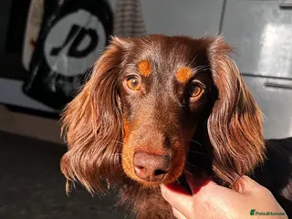 Miniature Dachshund dogs KC registered long haired miniature Dachshund - Advert 1