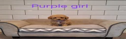 Poochon dogs for sale: F1 Poochon puppies 🥰 - Advert 3