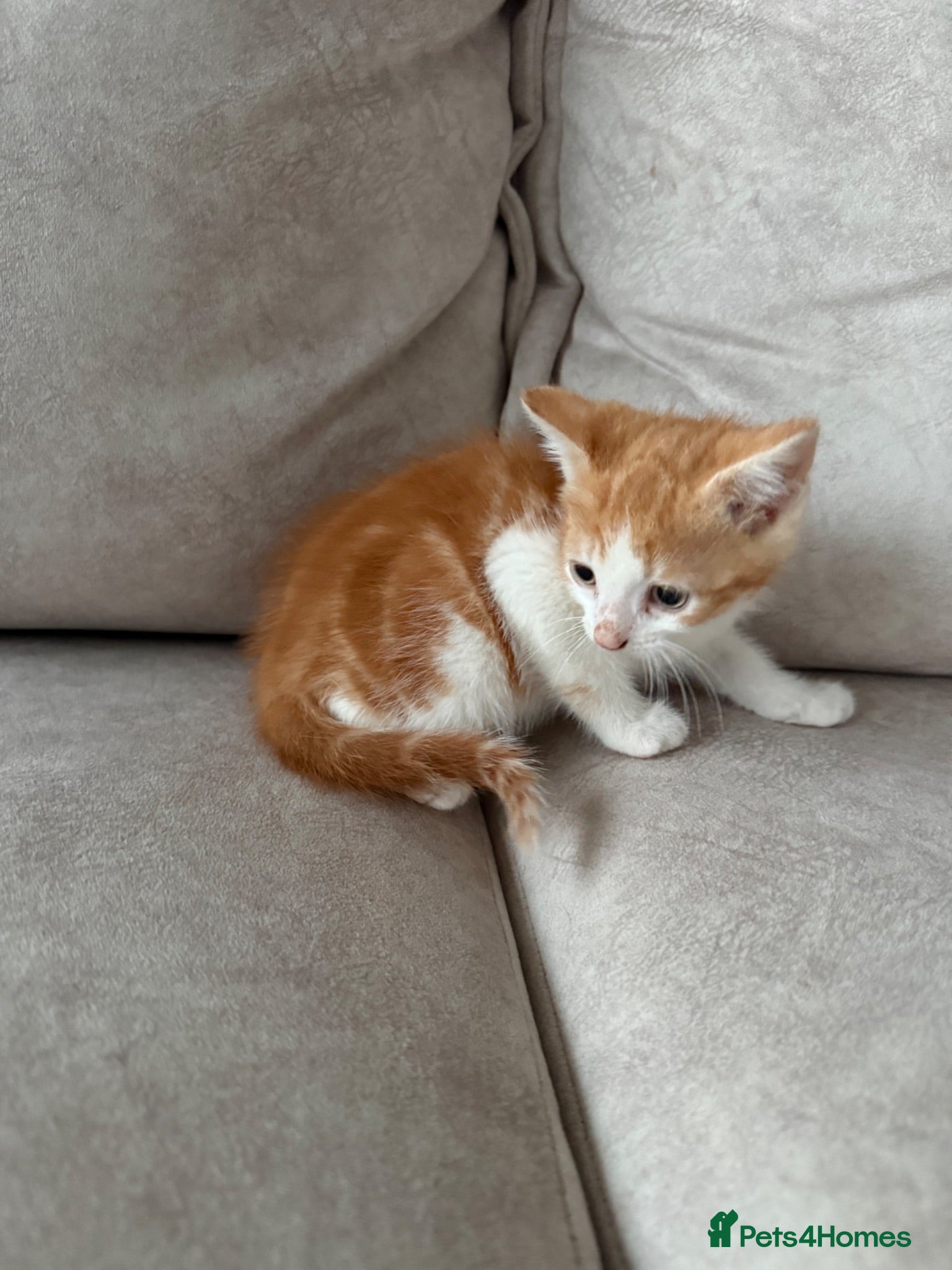 Mixed Breed cats READY NOW Beautiful kittens - Advert 1