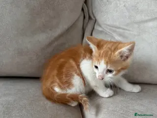 Mixed Breed cats READY NOW Beautiful kittens - Advert 1