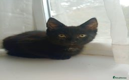 Mixed Breed cats for sale: Female Maincoone cross kitten  - Image 3