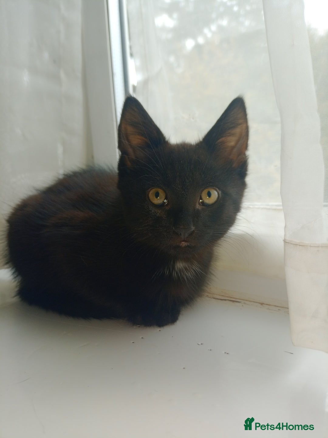 Mixed Breed cats for sale: Female Maincoone cross kitten  - Image 3
