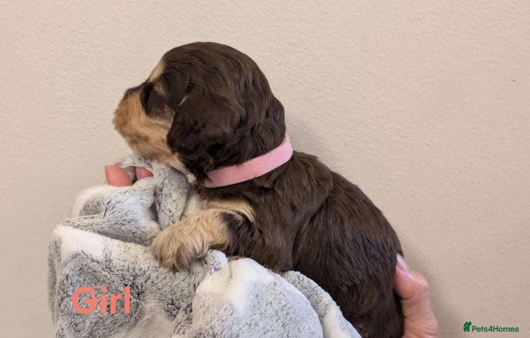 Cockapoo dogs for sale: Beautiful Cockapoo puppies 🐶 😍  - Image 16