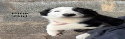 Border Collie dogs for sale: Border Collie Puppies - Advert 3