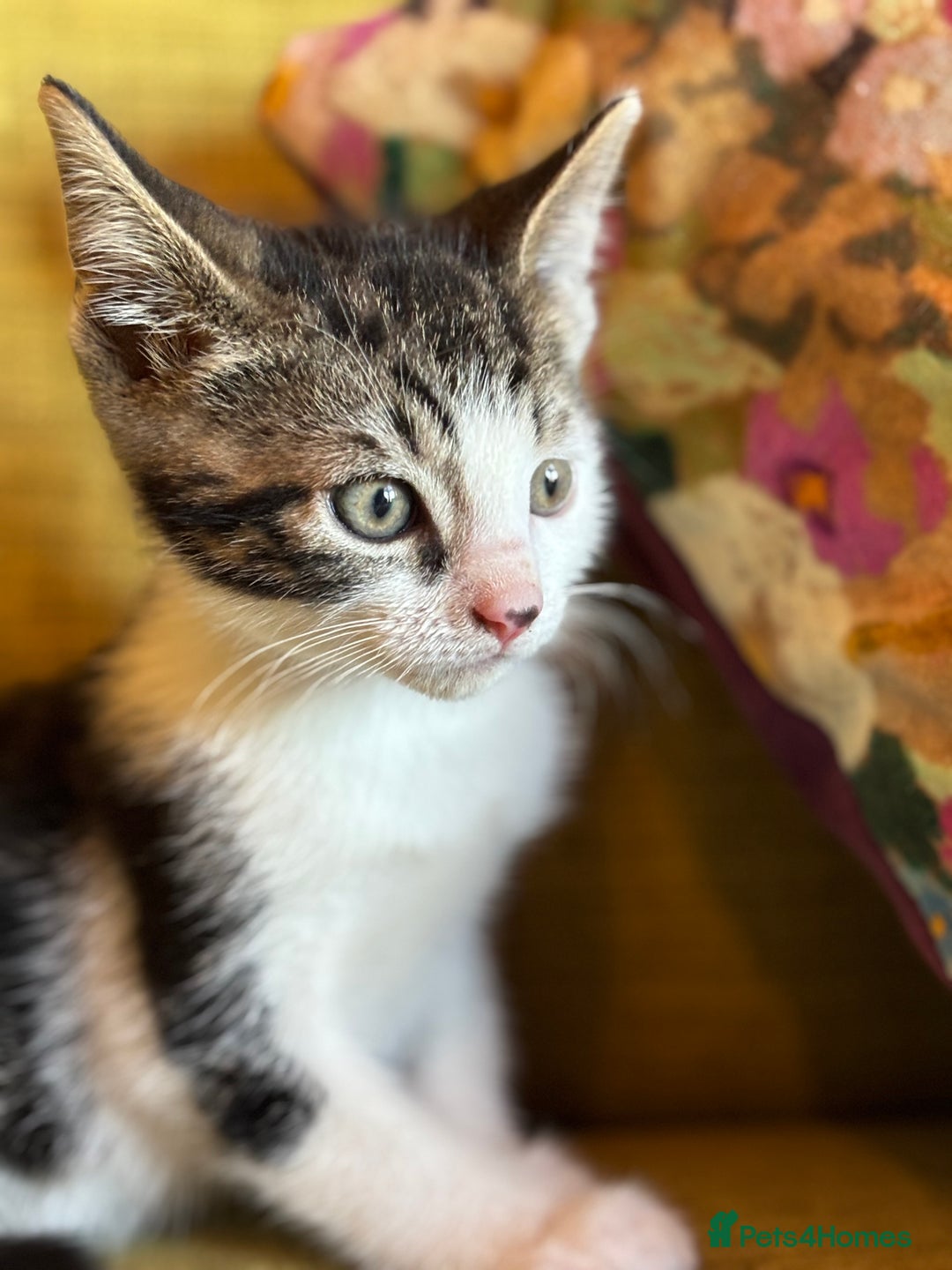 Mixed Breed cats for sale: Beautiful kittens ready for loving homes - Image 1