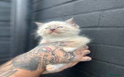 Ragdoll cats for sale: 2 MALE RAGDOLLS AVAILABLE  - Image 4