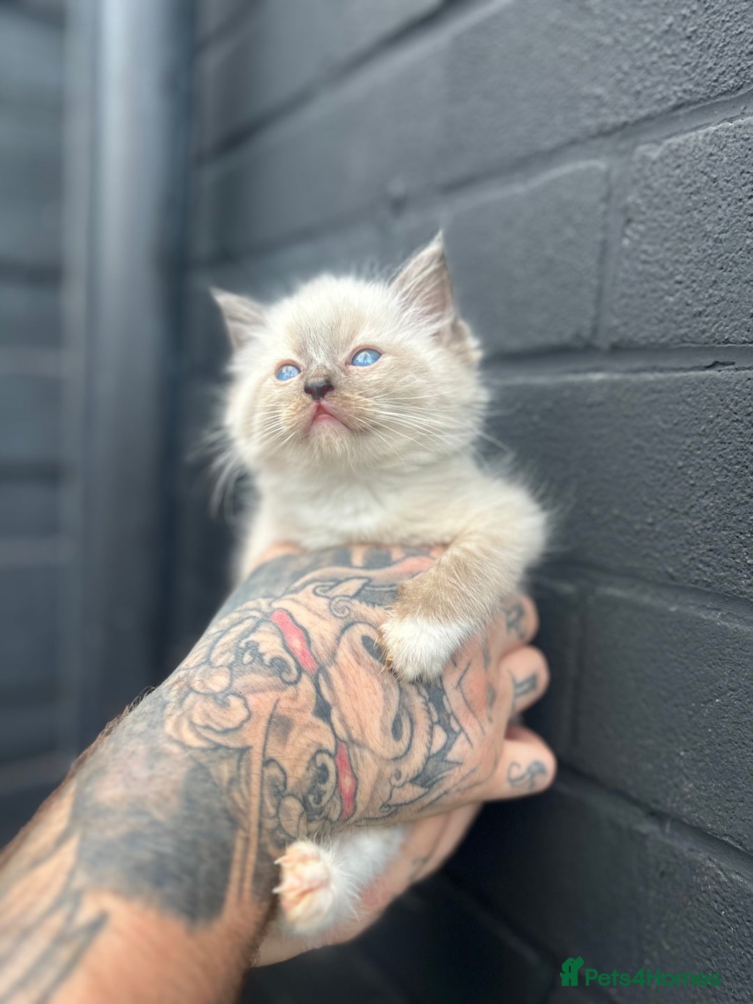 Ragdoll cats for sale: 2 MALE RAGDOLLS AVAILABLE  - Image 4