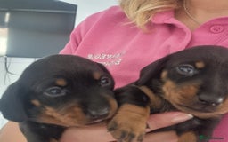 Miniature Dachshund dogs for sale: Stunning KC Health Tested Miniature Dachshunds - Image 16
