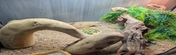 Bearded Dragon reptiles for sale: Red monster  - Advert 4