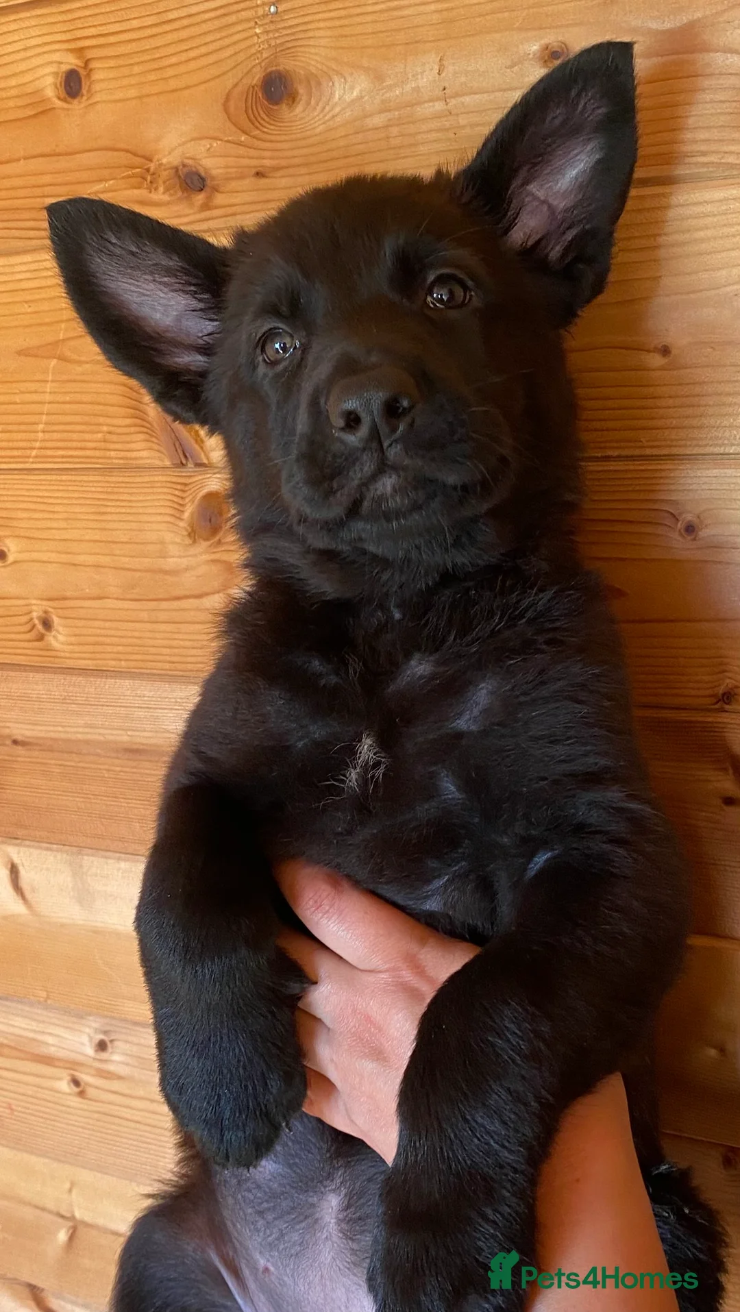 German Shepherd dogs for sale: Working Line German Shepherd Puppies - Cornwall in Hayle - Advert 2