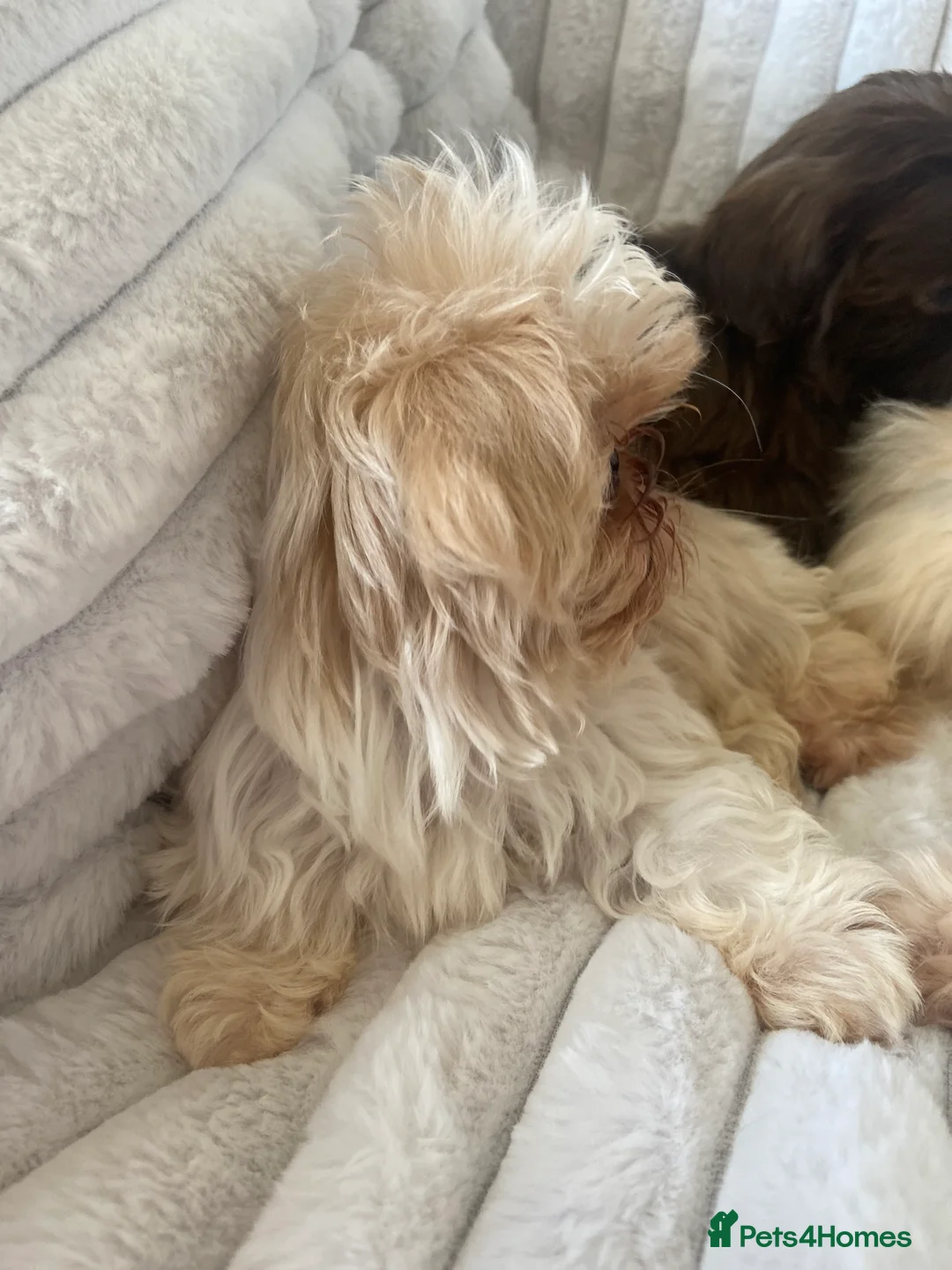 Shih Tzu dogs for sale: Beautiful imperial shihtzu boy pups - Advert 3