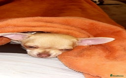 Chihuahua dogs for sale: XXS teacup chihuahua girl  - Image 10