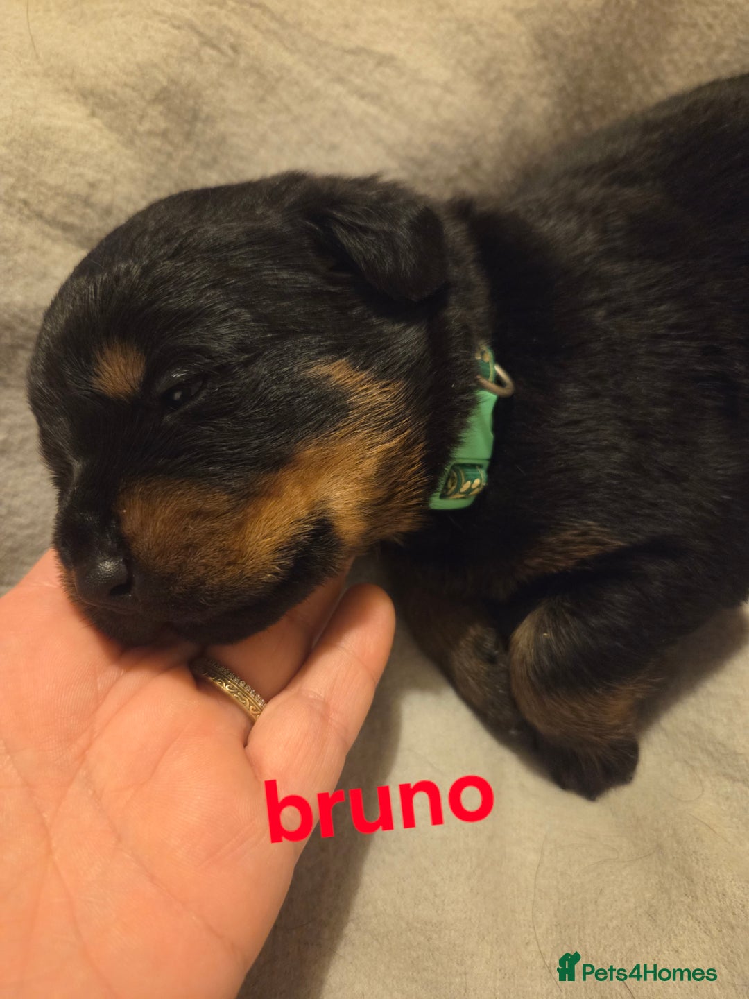 Rottweiler dogs for sale: Rottweiler puppies - Advert 19