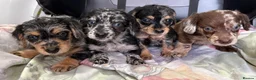Doxiepoo dogs for sale:  *4LEFT* DOXIEPOOS BOTH PARENTS HEALTH TESTED  - Advert 9