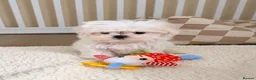Maltese dogs for sale: 🐾 Beautiful Maltese puppies 🐾 - Advert 4